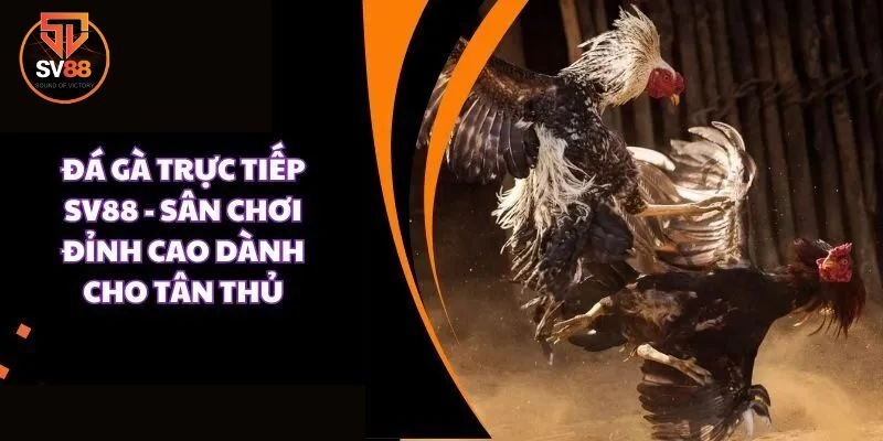 Đá gà 1 Tổng quan vài nét về danh mục đá gà Sv88