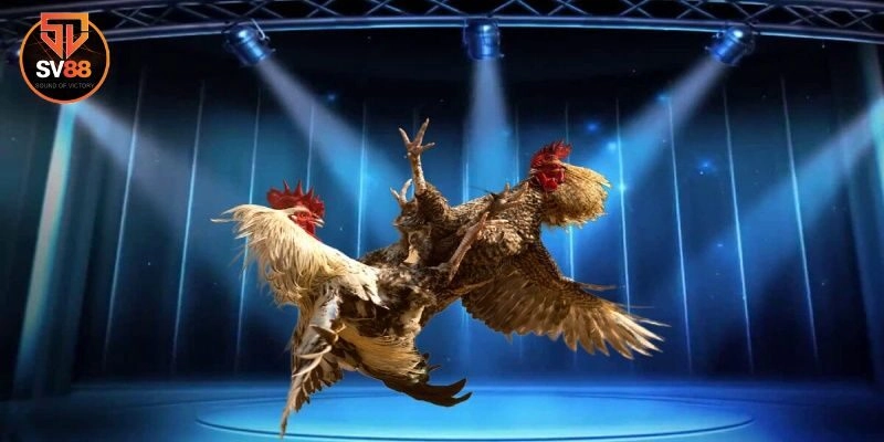 Đá gà 2 Vì sao đá gà Sv88 lại được nhiều người yêu thích?