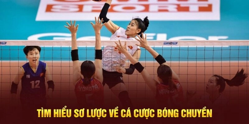 Tổng quan về cá cược bóng chuyền tại nền tảng